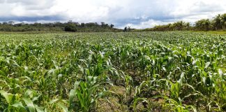 No Amazonas, produção de milho verde registra crescimento de 42%
