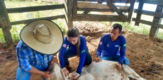 Cadastro de veterinários para vacinação contra brucelose é prorrogado até dia 30