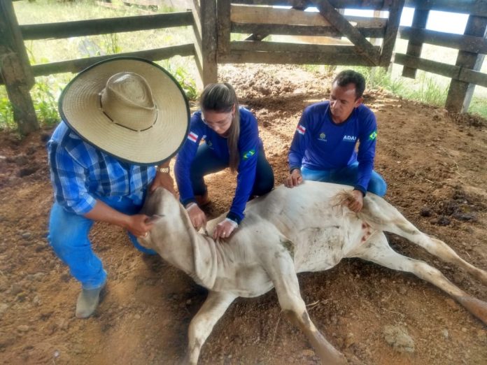 Cadastro de veterinários para vacinação contra brucelose é prorrogado até dia 30
