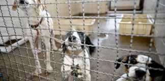 Prefeitura faz transmissão ao vivo para adoção de animais