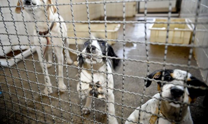 Prefeitura faz transmissão ao vivo para adoção de animais