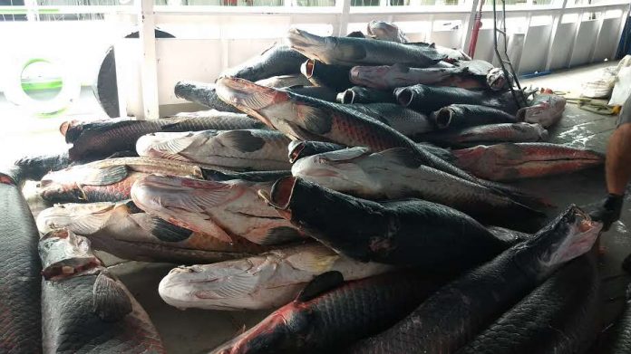 PC distribui mais de 15 toneladas de pescado apreendido em ações policiais