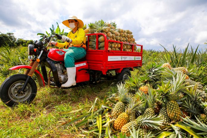 Produção de abacaxi em comunidade é impulsionada no Amazonas