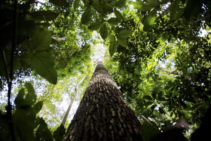 Projeto vai destinar R$ 500 milhões para proteger mata nativa da Amazônia