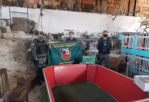 Rinha de galos é desmontada pela polícia na zona Sul de Manaus