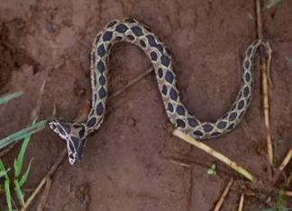 Cobra de duas cabeças é encontrada na Índia; veja vídeo