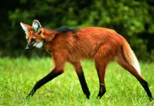 Escolhido para cédula de R$ 200, lobo-guará sofre ameaça de extinção