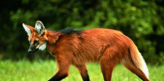 Escolhido para cédula de R$ 200, lobo-guará sofre ameaça de extinção