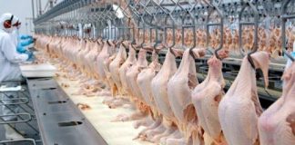 OMS minimiza risco de novo coronavírus entrar na cadeia alimentar