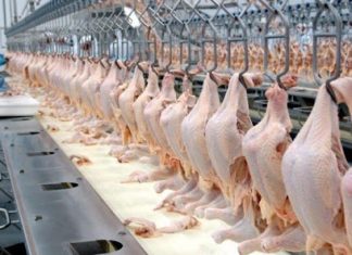 OMS minimiza risco de novo coronavírus entrar na cadeia alimentar