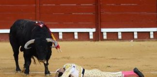 Toureiro é chifrado nas nádegas após reabertura de praça de touros na Espanha