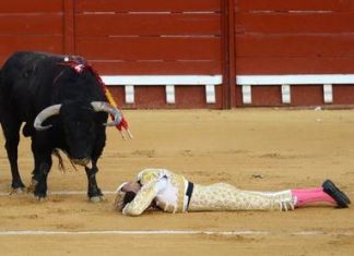 Toureiro é chifrado nas nádegas após reabertura de praça de touros na Espanha