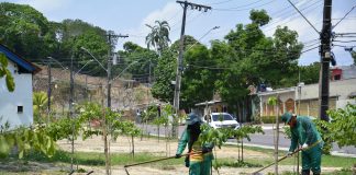 Plantio simbólico comemora quase 40 mil novas árvores do ‘Arboriza Manaus’