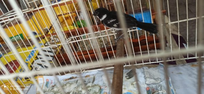 Pássaros silvestres ilegais são apreendidos em loja da Cidade Nova