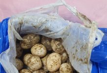 Base Arpão apreende 100 ovos de tracajá, três quelônios e carne de pirarucu