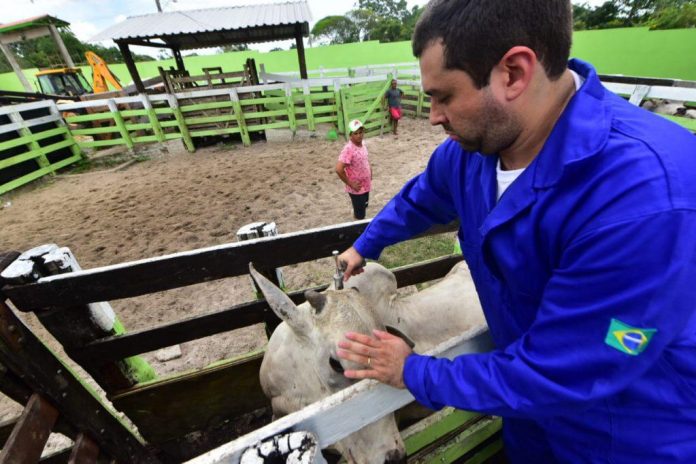 Em 2020, Amazonas obteve elevados índices de vacinação contra a febre aftosa