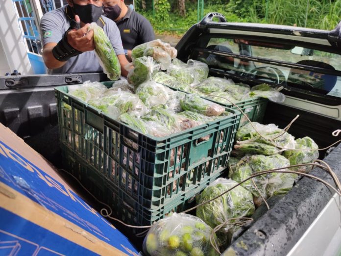 Hortaliças cultivadas no sistema prisional são doadas para instituições de caridade