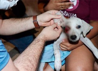 Em Manaus, cachorro é espancado e tem olho esmagado por homem bêbado