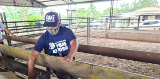No Amazonas, vacinação contra febre aftosa inicia em oito municípios