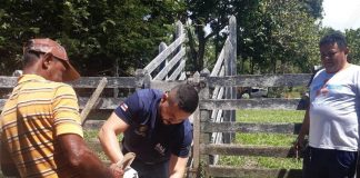 vacinação