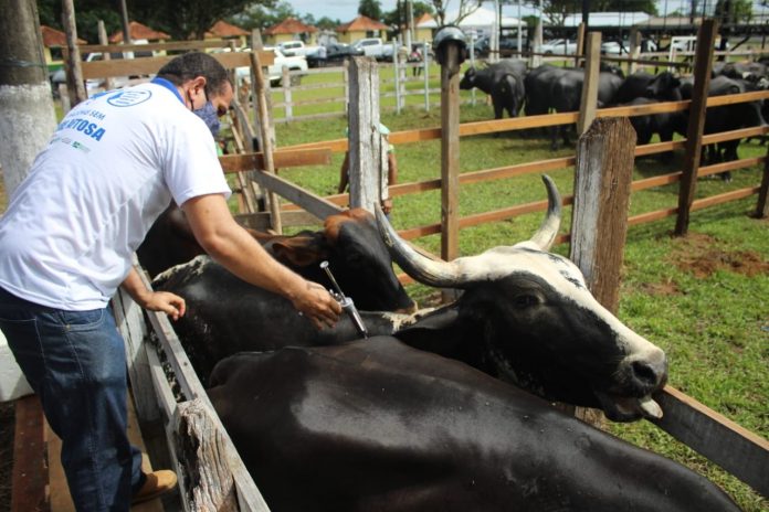 Vacinação contra febre aftosa inicia em oito municípios do AM
