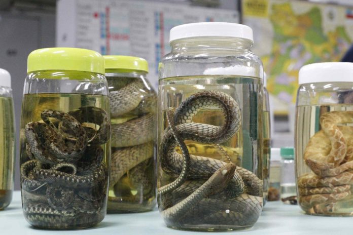 Picadas de serpentes lideram acidentes com animais peçonhentos no AM