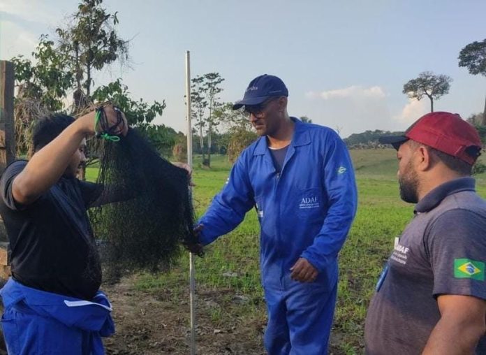 Após focos de raiva no Amazonas, animais devem receber vacina obrigatória