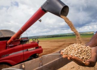 Produção de feijão no Brasil será afetada por aumento da temperatura