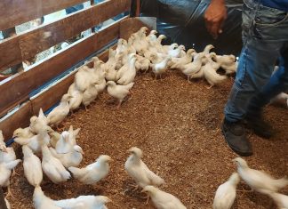 Vacinação de aves em Envira é promovida pelo Governo do Amazonas