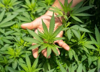 CCJ do Senado aprova PEC que criminaliza posse de qualquer quantidade de droga