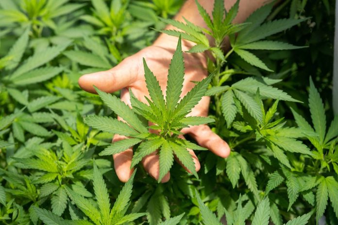 CCJ do Senado aprova PEC que criminaliza posse de qualquer quantidade de droga