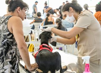 Mais de 6 mil procedimentos são realizados no Castramóvel em três meses